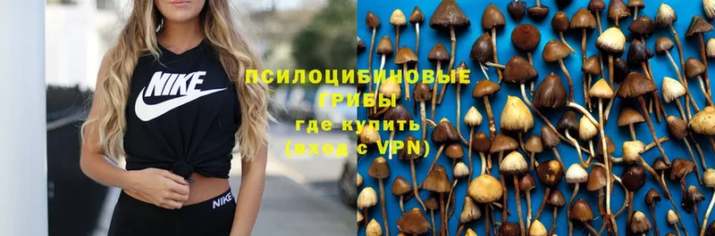 Галлюциногенные грибы Psilocybe  как найти   Гуково 